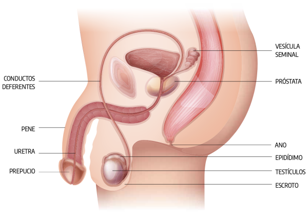 La próstata: salud, placer y reproducción